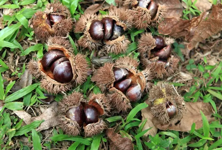 Hạt Dẻ Trùng Khánh Cao Bằng: Nguồn Gốc, Đặc Điểm Và Địa Điểm Mua