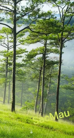 Hình Ảnh Cây Thông Cô Đơn Đà Lạt: Điểm Sống Ảo Và Kinh Nghiệm Khám Phá Hình Ảnh Cây Thông Cô Đơn Đà Lạt: Điểm Sống Ảo Và Kinh Nghiệm Khám Phá
