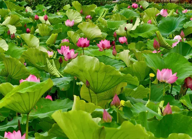 Hình Ảnh Đầm Sen Mùa Hoa Nở: Khám Phá Vẻ Đẹp Thơ Mộng Và Địa Điểm Check-in Lý Tưởng