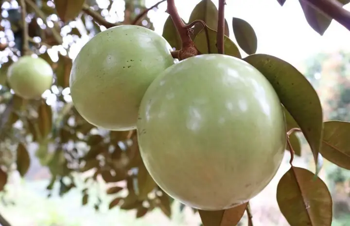 Khám Phá Trái Cây Miền Tây: Top Loại Ngon, Mùa Vụ & Vựa Nổi Tiếng 7 Khám Phá Trái Cây Miền Tây: Top Loại Ngon, Mùa Vụ & Vựa Nổi Tiếng