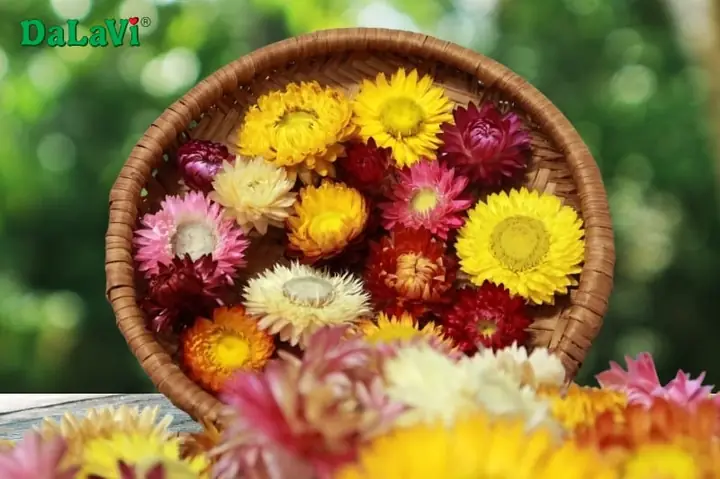 Hoa Bất Tử Khô Đà Lạt: Ý Nghĩa, Cách Chọn Và Mua Ở Đâu Tốt Nhất?