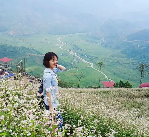 Hoa Tam Giác Mạch Nở Mùa Nào, Tháng Mấy Và Ở Đâu Đẹp Nhất?