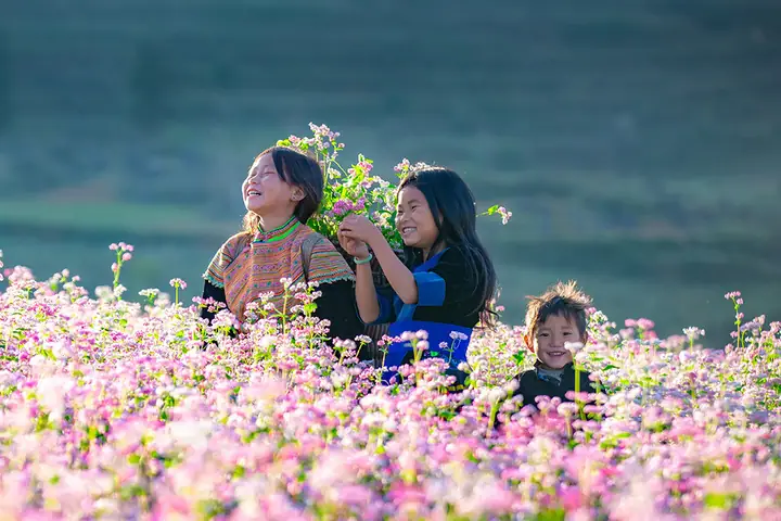 Hoa Tam Giác Mạch Nở Mùa Nào, Tháng Mấy Và Ở Đâu Đẹp Nhất? Hoa Tam Giác Mạch Nở Mùa Nào, Tháng Mấy Và Ở Đâu Đẹp Nhất?