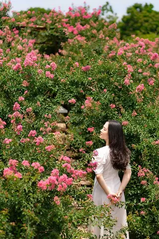 Khám Phá Vẻ Đẹp Hoa Tường Vi Hà Nội: Địa Điểm Chiêm Ngưỡng Độc Đáo Khám Phá Vẻ Đẹp Hoa Tường Vi Hà Nội: Địa Điểm Chiêm Ngưỡng Độc Đáo