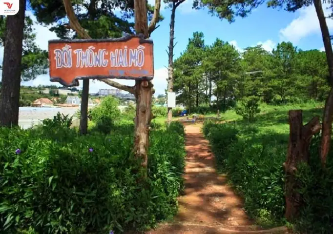 Sự Tích Đồi Thông Hai Mộ Đà Lạt: Chuyện Tình Bi Thương Và Sự Thật Ít Người Biết Sự Tích Đồi Thông Hai Mộ Đà Lạt: Chuyện Tình Bi Thương Và Sự Thật Ít Người Biết