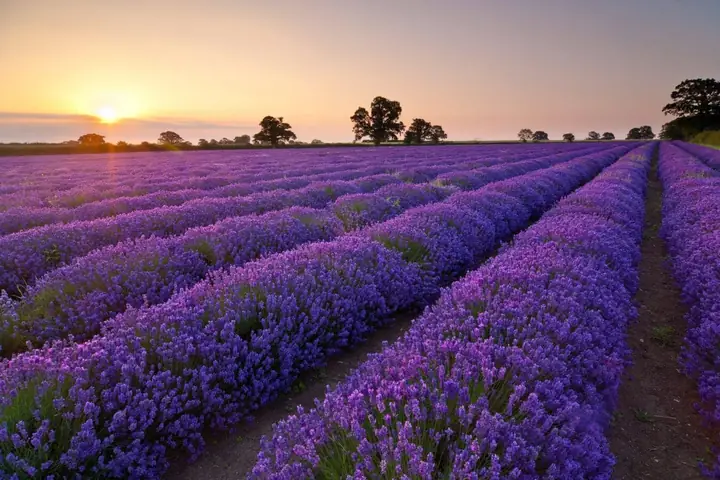 Khu Du Lịch Lavender Đà Lạt: Kinh Nghiệm Khám Phá Cánh Đồng Hoa Tím Lãng Mạn