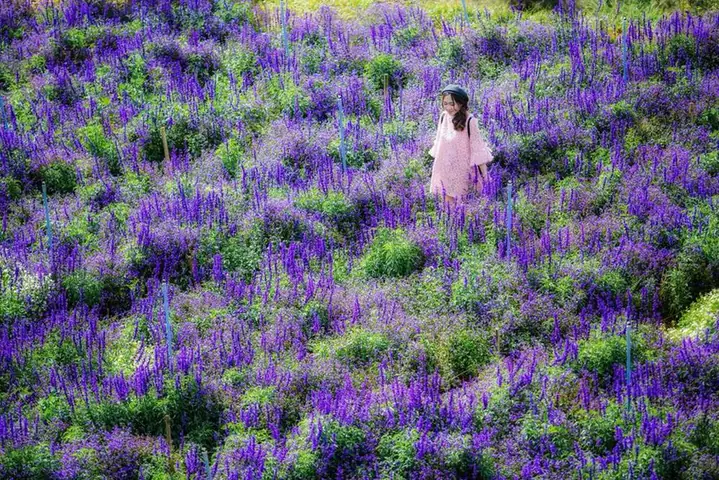 Khu Du Lịch Lavender Đà Lạt: Kinh Nghiệm Khám Phá Cánh Đồng Hoa Tím Lãng Mạn 1 Khu Du Lịch Lavender Đà Lạt: Kinh Nghiệm Khám Phá Cánh Đồng Hoa Tím Lãng Mạn
