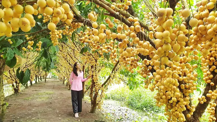 Top 10 Vườn Trái Cây Cần Thơ: Khám Phá Miệt Vườn Trĩu Quả & Kinh Nghiệm Du Lịch Top 10 Vườn Trái Cây Cần Thơ: Khám Phá Miệt Vườn Trĩu Quả & Kinh Nghiệm Du Lịch