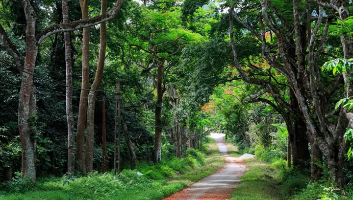 Kinh Nghiệm Du Lịch Cúc Phương Chi Tiết: Từ A-z Cho Trải Nghiệm Trọn Vẹn Kinh Nghiệm Du Lịch Cúc Phương Chi Tiết: Từ A-z Cho Trải Nghiệm Trọn Vẹn