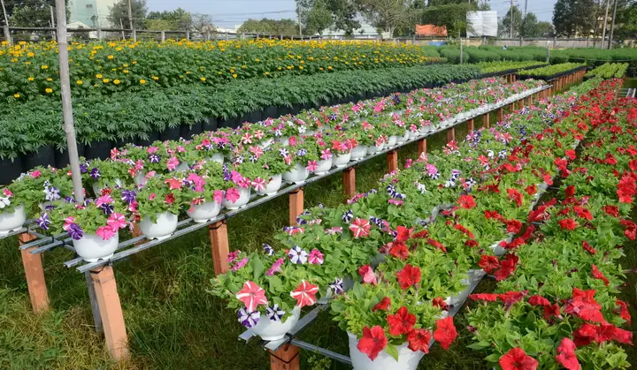 Làng Hoa Tân Quy Đông: Khám Phá Thủ Phủ Hoa Kiểng Miền Tây Từ A-z