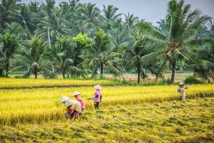 Khám Phá Làng Nghề Truyền Thống Bến Tre: Di Sản Văn Hóa Và Điểm Đến Du Lịch Độc Đáo