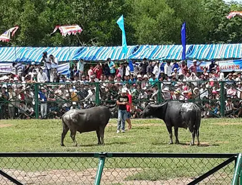 Lễ Hội Chọi Trâu Bình Phước: Nguồn Gốc, Ý Nghĩa Và Điểm Hấp Dẫn Lễ Hội Chọi Trâu Bình Phước: Nguồn Gốc, Ý Nghĩa Và Điểm Hấp Dẫn
