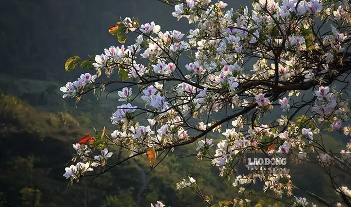 Lễ Hội Hoa Ban Điện Biên 2026: Khám Phá Vẻ Đẹp, Ý Nghĩa Và Lịch Trình Chi Tiết Lễ Hội Hoa Ban Điện Biên 2026: Khám Phá Vẻ Đẹp, Ý Nghĩa Và Lịch Trình Chi Tiết