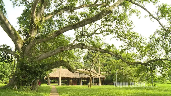 Mái Đình Hồng Thái & Cây Đa Tân Trào: Di Tích Lịch Sử Quan Trọng Của Tuyên Quang