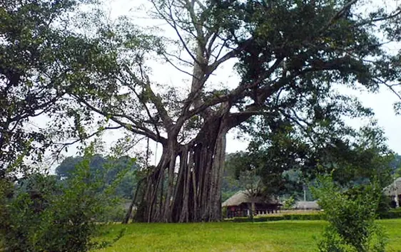 Mái Đình Hồng Thái & Cây Đa Tân Trào: Di Tích Lịch Sử Quan Trọng Của Tuyên Quang