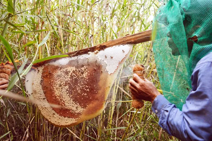 Mật Ong Rừng U Minh Hạ: Khám Phá Đặc Sản Nguyên Chất & Giá Trị Độc Đáo