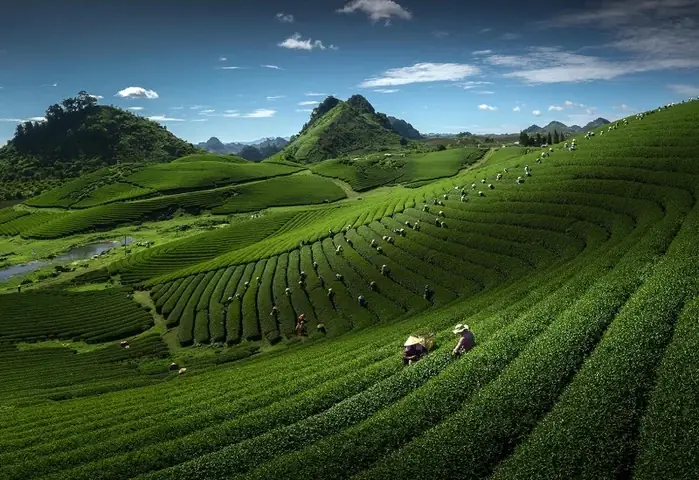 Mộc Châu Cách Hà Nội Bao Xa? Cập Nhật Khoảng Cách & Kinh Nghiệm Di Chuyển Chi Tiết