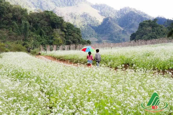 Mộc Châu Có Gì Đẹp? Khám Phá 20+ Địa Điểm Hút Khách Nhất Sơn La Mộc Châu Có Gì Đẹp? Khám Phá 20+ Địa Điểm Hút Khách Nhất Sơn La