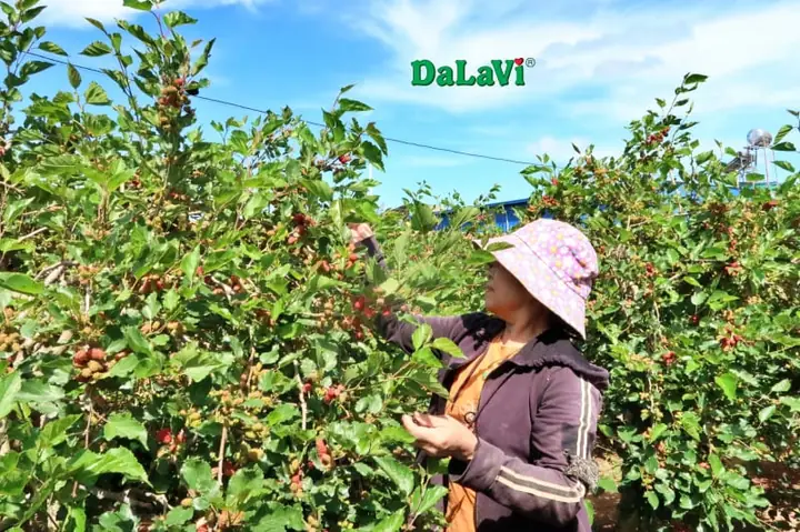 Mua Dâu Đà Lạt Ở Đâu Ngon Nhất? Top Địa Chỉ Vườn Dâu Uy Tín 2024 Mua Dâu Đà Lạt Ở Đâu Ngon Nhất? Top Địa Chỉ Vườn Dâu Uy Tín 2024