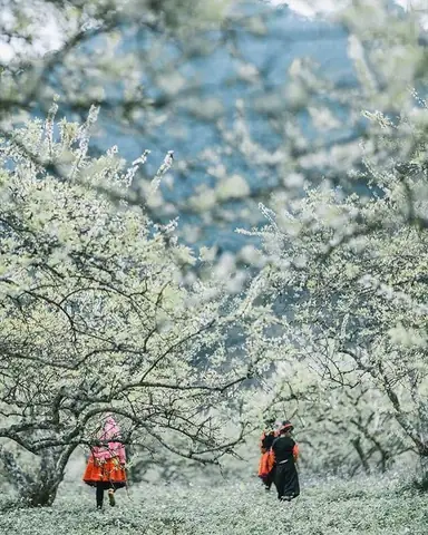 Mùa Hoa Mận Mộc Châu Tháng Mấy? Khám Phá Thời Điểm Đẹp Nhất & Địa Điểm Lý Tưởng Mùa Hoa Mận Mộc Châu Tháng Mấy? Khám Phá Thời Điểm Đẹp Nhất & Địa Điểm Lý Tưởng