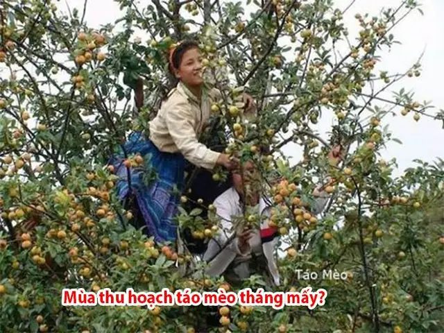 Mùa Táo Mèo: Tháng Mấy Thu Hoạch & Thời Điểm Tốt Nhất Để Mua