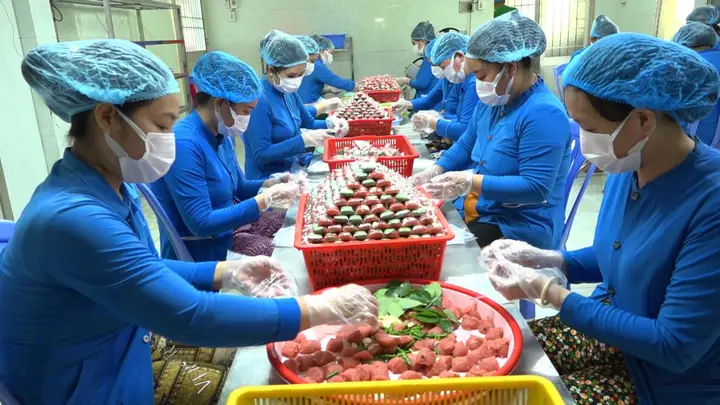 Nem Lai Vung Giá Bao Nhiêu? Bảng Giá Chuẩn & Địa Chỉ Mua Uy Tín