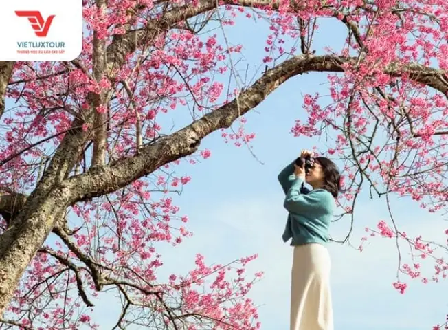 Nhiệt Độ Đà Lạt Tháng 1: Thời Tiết, Cảnh Sắc Và Kinh Nghiệm Du Lịch