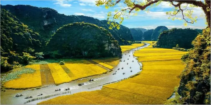 Ninh Bình Mùa Lúa Chín Tháng 10: Có Nên Đi Không & Cẩm Nang Trải Nghiệm Vàng Óng Ninh Bình Mùa Lúa Chín Tháng 10: Có Nên Đi Không & Cẩm Nang Trải Nghiệm Vàng Óng
