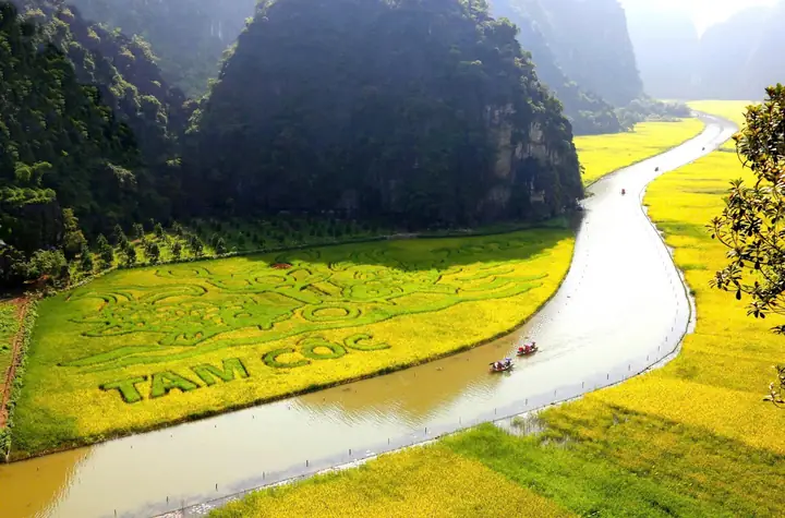 Ninh Bình Mùa Lúa Chín Tháng 10: Có Nên Đi Không & Cẩm Nang Trải Nghiệm Vàng Óng Ninh Bình Mùa Lúa Chín Tháng 10: Có Nên Đi Không & Cẩm Nang Trải Nghiệm Vàng Óng