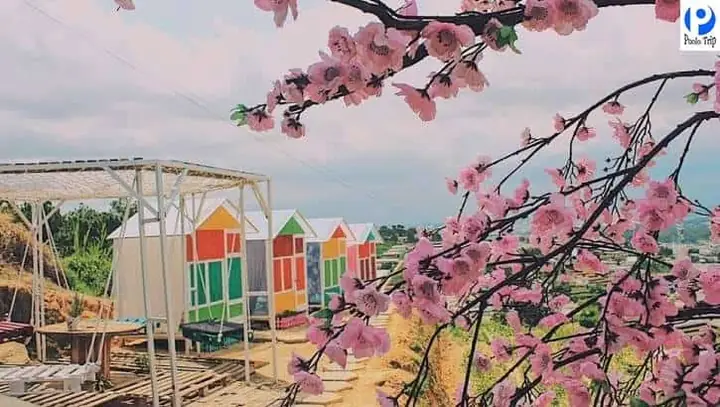 Sunny Farm Đà Lạt: Khám Phá Nông Trại Vui Vẻ, Điểm Sống Ảo "hot Trend" Và "nấc Thang Lên Thiên Đường" 2 Sunny Farm Đà Lạt: Khám Phá Nông Trại Vui Vẻ, Điểm Sống Ảo “hot Trend” Và “nấc Thang Lên Thiên Đường”