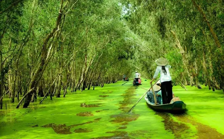 Rừng Tràm Trà Sư: Cẩm Nang Khám Phá Từ A-z & Kinh Nghiệm Du Lịch An Giang