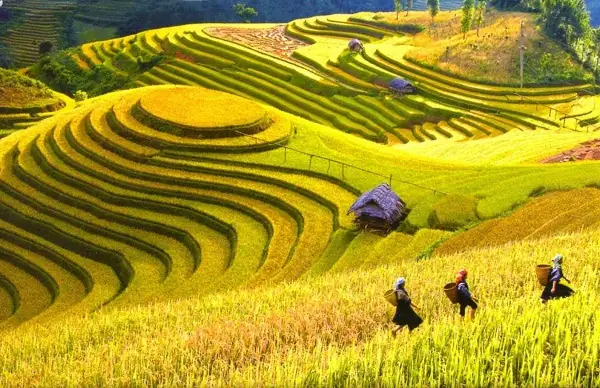 Ruộng Bậc Thang Thường Được Làm Ở Đâu? Tìm Hiểu Về Địa Hình Và Kỹ Thuật Canh Tác Độc Đáo Ruộng Bậc Thang Thường Được Làm Ở Đâu? Tìm Hiểu Về Địa Hình Và Kỹ Thuật Canh Tác Độc Đáo