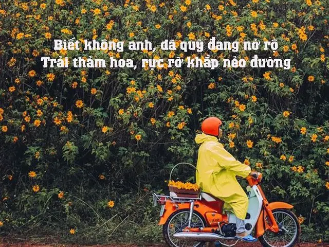 Stt Hay Về Hoa Dã Quỳ: Tuyển Tập Câu Nói & Thơ Hay Nhất 2024