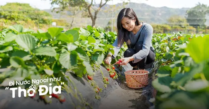 Khám Phá 20+ Vườn Dâu Tây Đà Lạt: Trải Nghiệm Hái Dâu Tươi, Sống Ảo & Lưu Ý Quan Trọng Khám Phá 20+ Vườn Dâu Tây Đà Lạt: Trải Nghiệm Hái Dâu Tươi, Sống Ảo & Lưu Ý Quan Trọng
