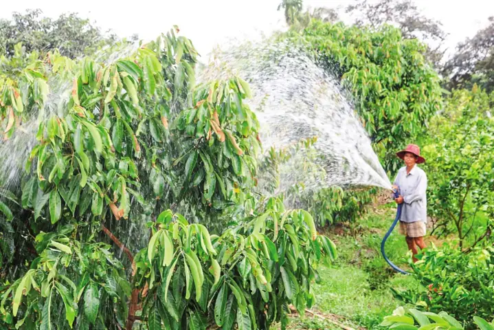 Khám Phá Vườn Cây Ăn Quả Miền Tây: Trải Nghiệm Du Lịch Độc Đáo