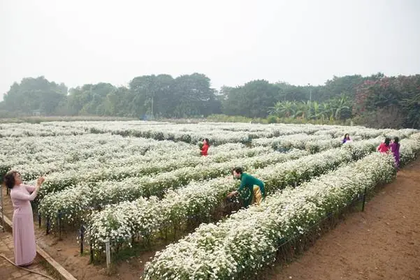 Vườn Hoa Bãi Đá Sông Hồng: Khám Phá Điểm Du Lịch, Cắm Trại Hấp Dẫn Tại Hà Nội