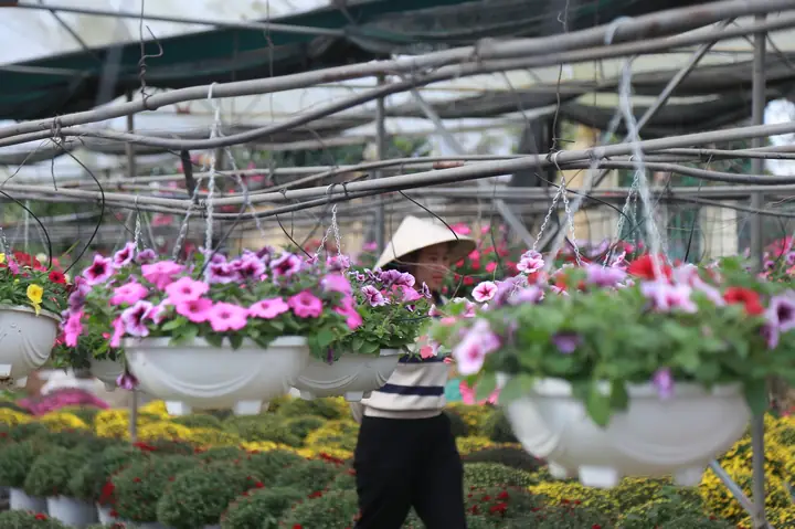 Khám Phá Vườn Hoa Ninh Phúc Ninh Bình: Điểm Đến Sắc Màu Cho Mùa Xuân Khám Phá Vườn Hoa Ninh Phúc Ninh Bình: Điểm Đến Sắc Màu Cho Mùa Xuân