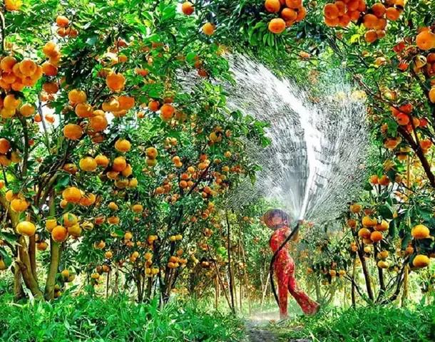 Vườn Trái Cây Ba Tâm Bình Dương: Khám Phá Địa Điểm Hút Khách Gần Sài Gòn