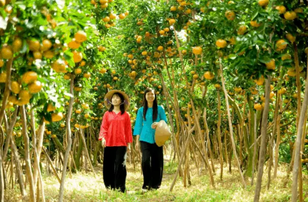 Vườn Trái Cây Ba Tâm Bình Dương: Khám Phá Địa Điểm Hút Khách Gần Sài Gòn