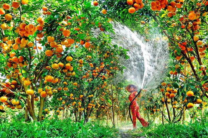 Khám Phá Vườn Trái Cây Mỹ Khánh Cần Thơ: Trải Nghiệm Miệt Vườn Độc Đáo 78 Khám Phá Vườn Trái Cây Mỹ Khánh Cần Thơ: Trải Nghiệm Miệt Vườn Độc Đáo